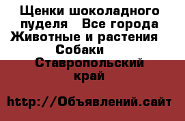 Щенки шоколадного пуделя - Все города Животные и растения » Собаки   . Ставропольский край